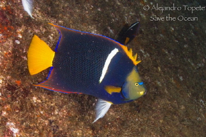 King angel fish, La Paz Mexico by Alejandro Topete 